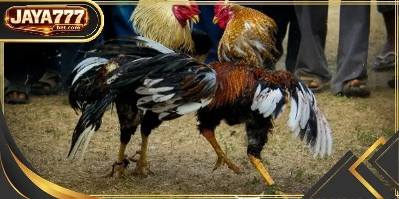 A vibrant infographic displaying the global reach of modern cockfighting