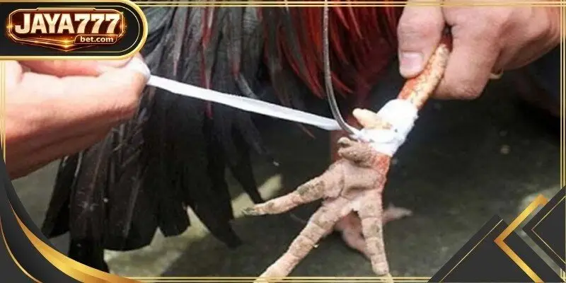 Knife cockfighting