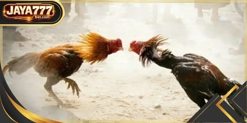 Steel spur cockfighting