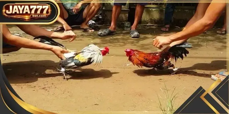 A specialized training facility where roosters develop the leg strength necessary